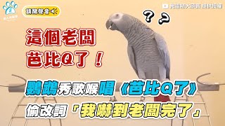 【鸚鵡秀歌喉唱《芭比Q了》 偷改詞「我嚇到老闆完了」】｜@big-head-mico