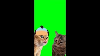 いろんな説教猫　part4　素材　#猫ミーム素材　#shorts