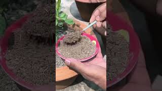 गुलाब के पौधे में फूल नहीं खिल रहा है तो इसका इस्तमाल करें | Rose Plant Fertilizer #shorts