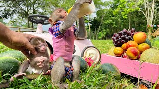 Bim Bim happily drinks milk with baby monkey Obi and drives a car to harvest fruit | Old moments