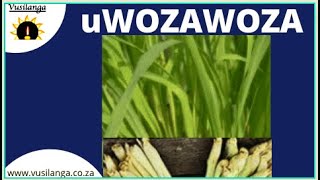 Wozawoza is a lemongrass eyenza izinto ezibiza okuhle. It has significant vitamins and minerals...