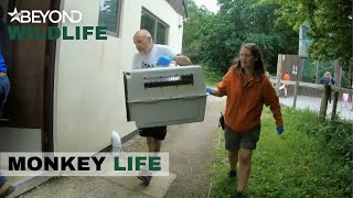 S11E17 | A Heart Stopping Moment For The Team | Monkey Life | Beyond Wildlife