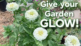 13 White Annual Flowers to easily Grow from Seed!