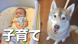 赤ちゃんのお世話を積極的に行う愛犬が優し過ぎました・・・