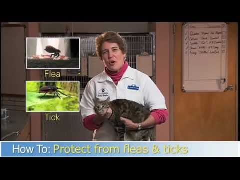 Protecting Your Cat From Fleas And Ticks Protecting Your Cat From Fleas And Ticks