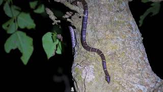 Oriental king snake in the night of Miyako island Japan