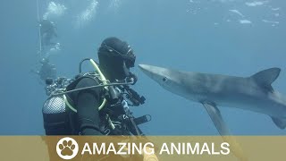 Diver Gets Kisses From Shark