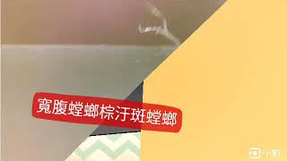 螳螳螳螂拳寬腹鬥棕汙斑（棕汙斑螳螂要去收驚）