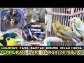 NAH INI DIA BURUNG LOLOHAN IDOLA KICAU MANIA YANG LAGI LAKU KERAS PASAR BURUNG PRAMUKA