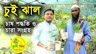 চুই ঝাল (Chui Jhal Tree)। চারা সংগ্রহ ও চাষ পদ্ধতি । KrishiBID ।। 01776509826