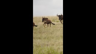 The migration of gnus. Tanzania Serengeti National Park #shorts