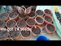 how to prepare ugu seeds for planting flutted pumpkin