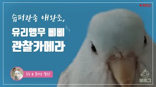 유리앵무가 궁금하신가요?