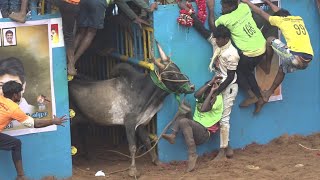 Thatchankurichi Jallikattu 2023 Videos 03 | தச்சங்குறிச்சி ஜல்லிகக்ட்டு 2023 Videos 03