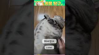 다이어트가 필요한 고양이 하지만 귀엽죠!? #고양이 #뚱땡이고양이