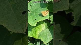 ヒョウモンチョウ！、【ある風景】 #未来遺産 #insects #ダボさんtv #そこにある自然 #昆虫 #蝶#ヒョウモンチョウ#種山ヶ原#insect