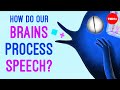 How do our brains process speech? - Gareth Gaskell