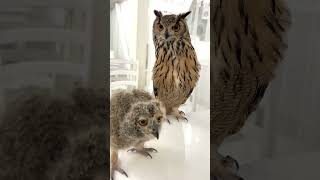 ベンガルワシミミズクの雛👶