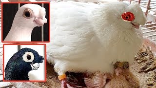 Most Unique Rare Breed Chinese Nasal Tuft Pigeon