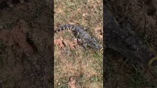King crocodile attack by dog #dog #funnydog #crocodile #catch #attackontitan #animals