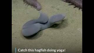 Hagfish Ties Itself in Knots | Azula