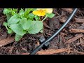 How to uncoil LDPE Pipe for an Irrigation System