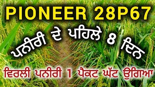 PIONEER 28P67 hybrid paddy !! ਵਿਰਲੀ ਪਨੀਰੀ 1 ਪੈਕਟ ਘੱਟ ਉਗਿਆ (ਪਨੀਰੀ ਦੇ ਪਹਿਲੇ 8 ਦਿਨ ) 28P67 ਝੌਨਾ