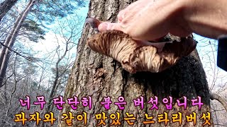 제 1038회 2025 1 3 횡성 느타리버섯 산행에서 제법 자라는 것을 찾고 왔습니다