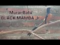 Murai Batu Black Mamba Jr.