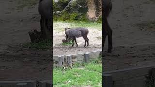 上野動物園 エゾシカとニホンカモシカ(ezo deer and japanese serow)