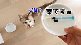 猫が薬から逃げるのでご飯皿に薬を隠してみた結果・・・