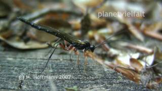 Männliche Schlupfwespe Rhyssa persuasoria, Giant Ichneumon