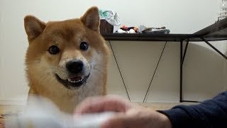 【柴犬】あ、尻尾ってそんな使い方するのね