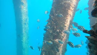 体验深海浮潜！安静与恐惧并存的废弃码头｜波多黎各V岛旅行