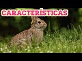 6 Características sobre los CONEJOS