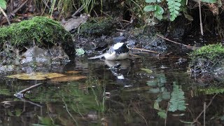 河口湖フィールドセンターのヒガラの水浴び　その６８（4K60P動画）