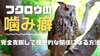 フクロウの噛み癖対策と接し方【飼育方法】