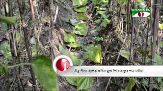 তীব্র শীতে ব্যাপক ক্ষতির মূখে পিরোজপুরে পান চাষীরা