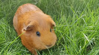 cavia buiten verblijf