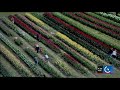 video wicked tulips flower farm in preston