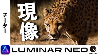 【Luminar Neo】動物写真を印象的にするRAW現像｜人工物は写さない [Luminar Neo/チーター]