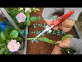 삽목의 절정..꺽꽂이세계의 꽃이라 불리우는 장미삽목 여러분도 쉽게 성공 rose propagation super easy know how you can do it easily