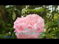 삽목의 절정..꺽꽂이세계의 꽃이라 불리우는 장미삽목 여러분도 쉽게 성공 rose propagation super easy know how you can do it easily