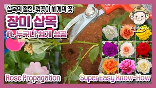 삽목의 절정..꺽꽂이세계의 꽃이라 불리우는 장미삽목 여러분도 쉽게 성공! Rose Propagation Super Easy Know-How! You can do it easily!