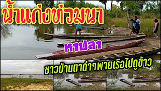 #น้ำแก่งท่วม#ชาวบ้านพายเรือหาปลาไปดูนาข้าว#ชาวบ้านหาปลาน้ำแก่ง#ท่วมทุกปีวิถีคนลุ่มน้ำมูล