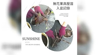 「無花果高壓苗」植入軟盆 操作記錄。