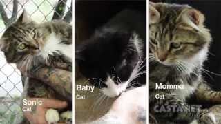 Pet of the week| May 27th 2013