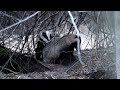 things you need to know about badgers