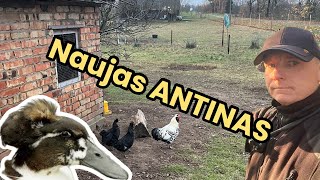 Anties draugas (Gagentas) | Mini ūkis | 2024 11 24