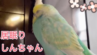 2022.10.19 居眠りしんちゃん　【セキセイインコしんちゃんときょきょの暮らし】